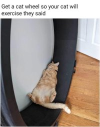 Cat wheel.jpg