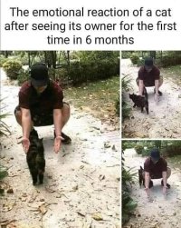 caturday420.jpg