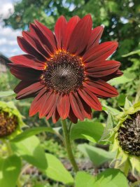 Red sunflower.jpeg