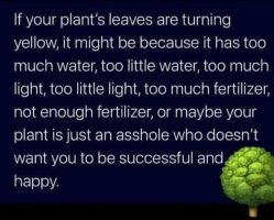 Plant.jpg