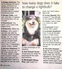pets95.jpg