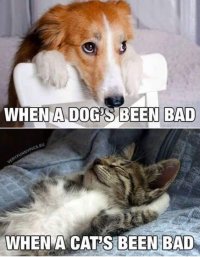 Cat bad.jpg