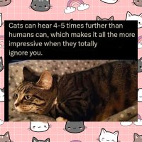Cat ignore.jpg