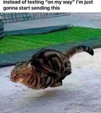 Cat on way.jpg
