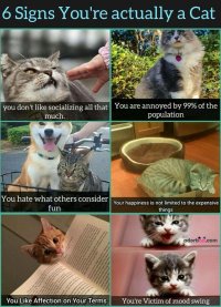 caturday418.jpg
