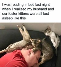 caturday412.jpg