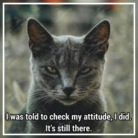 Cat attitude.jpg