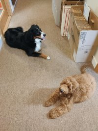 Dogs Brandi and Cassie.jpeg