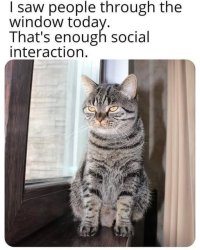 Cat social interaction.jpg