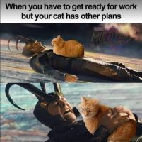 Cat work.jpeg