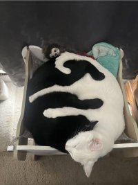 Cat ying yang.jpg