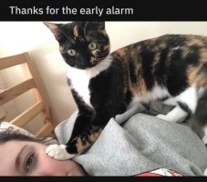 Cat alarm.jpg