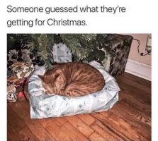 Cat Christmas.jpg