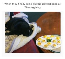 Cat eggs.jpg