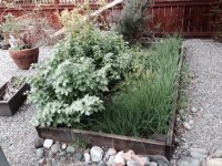 #######Herb Bed.jpg