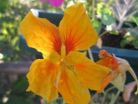 Nasturtium.JPG