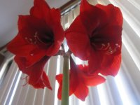 Amaryllis 5.JPG