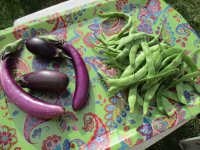 First eggplant and Roma harves.JPG