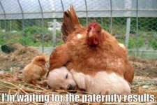 chicken pup.jpg